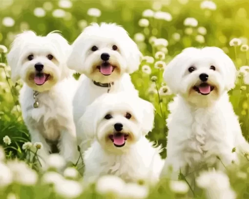 White Maltese Puppies Paint by Number