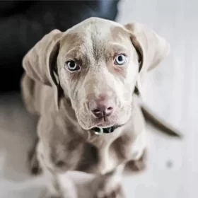 Grey Weimaraner Dogs Paint by Number