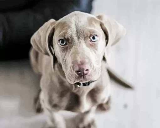 Grey Weimaraner Dogs Paint by Number