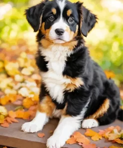 Australian Shepherd And Leaves Paint by Number