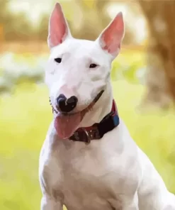 Bull Terrier Puppy Paint by Number