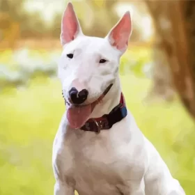 Bull Terrier Puppy Paint by Number