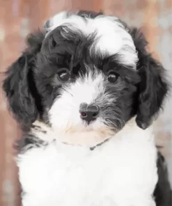 Close Up Sheepadoodle Paint by Number