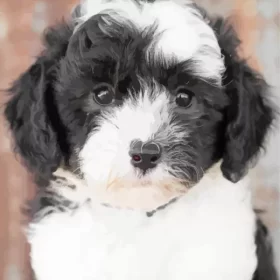 Close Up Sheepadoodle Paint by Number