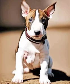 Cute Bull Terrier Dog Paint by Number