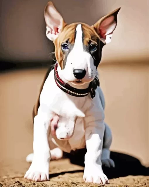 Cute Bull Terrier Dog Paint by Number