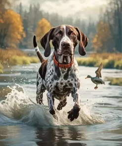 German Shorthaired Pointer In A River Paint by Number