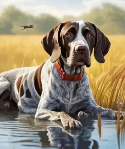 German Shorthaired Pointer Paint by Number