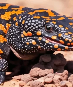 Gila Monster Head Paint by Number