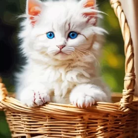 Himalayan Cat In Basket Paint by Number