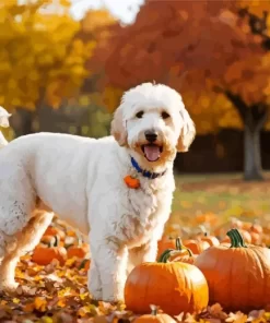 Labradoodle With Pumpkins Paint by Number