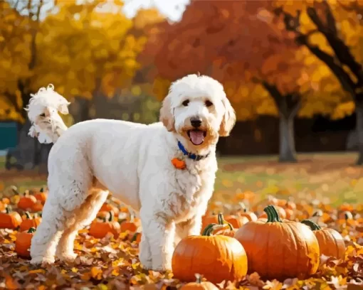 Labradoodle With Pumpkins Paint by Number