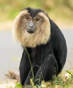 Lion Tailed Macaque Animal Paint by Number