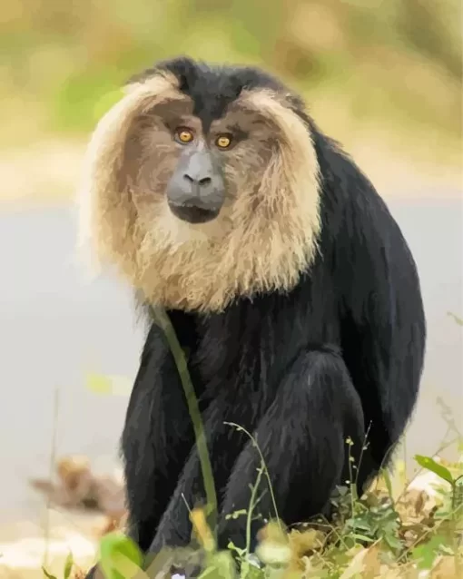 Lion Tailed Macaque Animal Paint by Number