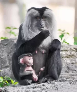 Lion Tailed Macaque and Baby Paint by Number