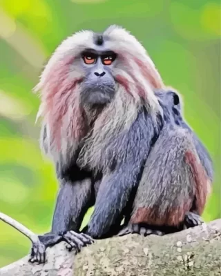 Lion Tailed Macaque Monkey Paint by Number