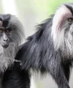 Lion Tailed Macaque Monkeys Paint by Numbers