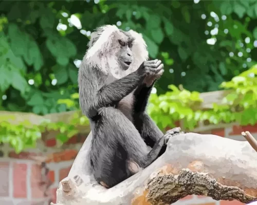 Lion Tailed Macaque On Tree Paint by Numbers 