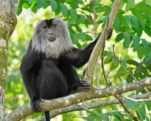 Lion Tailed Macaque Paint by Number