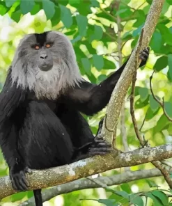 Lion Tailed Macaque Paint by Number