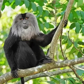 Lion Tailed Macaque Paint by Number
