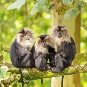 Lion Tailed Macaques Paint by Number