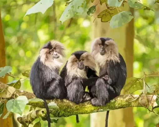 Lion Tailed Macaques Paint by Number