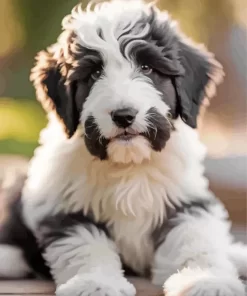 Sheepadoodle Puppy Paint by Number