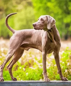 Brown Weimaraner Paint by Number