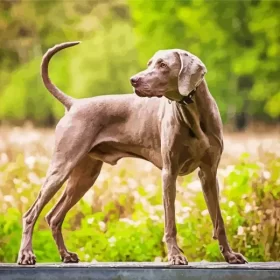 Brown Weimaraner Paint by Number