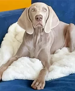 Weimaraner On Sofa Paint by Number