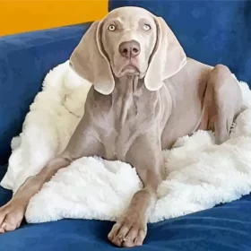 Weimaraner On Sofa Paint by Number