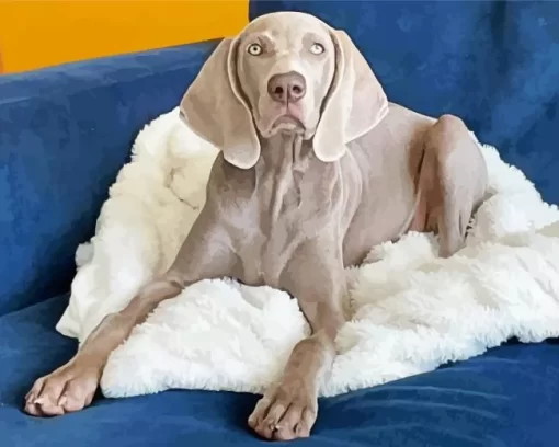 Weimaraner On Sofa Paint by Number