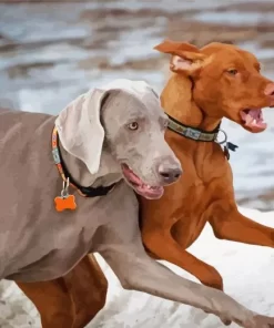 Weimaraner Vs Vizsla Paint by NumbersWeimaraner Vs Vizsla Paint by Number