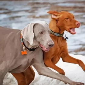 Weimaraner Vs Vizsla Paint by NumbersWeimaraner Vs Vizsla Paint by Number