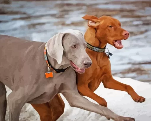 Weimaraner Vs Vizsla Paint by NumbersWeimaraner Vs Vizsla Paint by Number