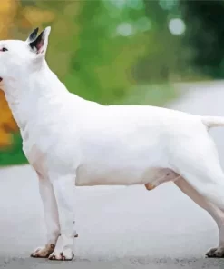 White Bull Terrier Paint by Number