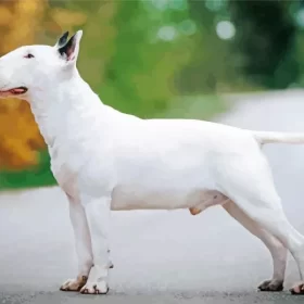 White Bull Terrier Paint by Number