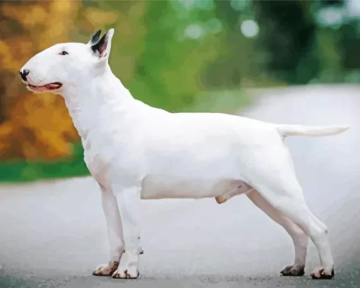 White Bull Terrier Paint by Number