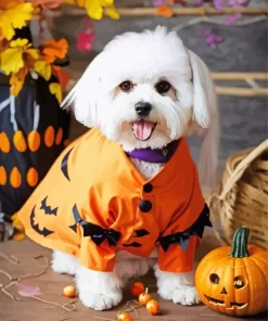 Zuchon Puppy With Pumpkin Paint by Number