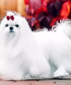 Adorable Maltese Dog Paint by Number