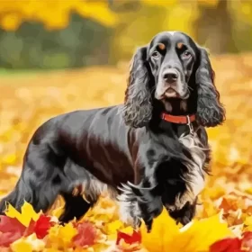 Autumn English Cocker Spaniel Paint by Number