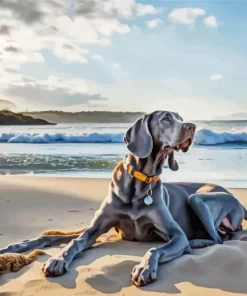 Aesthetic Weimaraner Dog Paint by Number