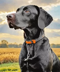 Black German Shorthaired Pointer Paint by Number