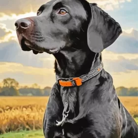 Black German Shorthaired Pointer Paint by Number