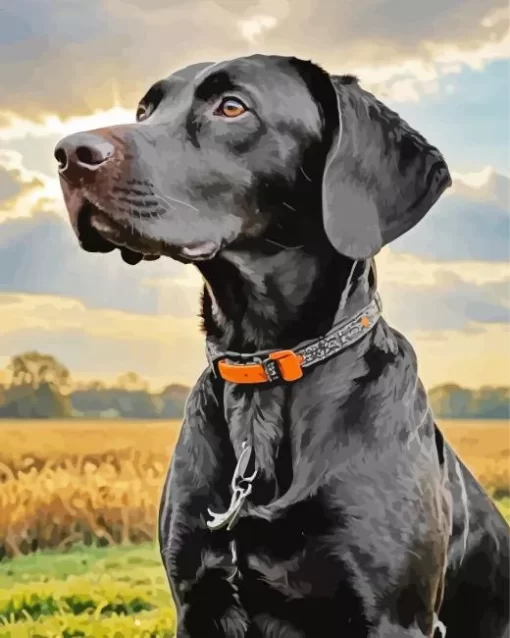 Black German Shorthaired Pointer Paint by Number