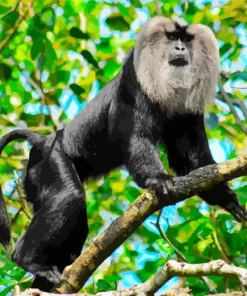 Black Lion Tailed Macaque monkey Paint by Number