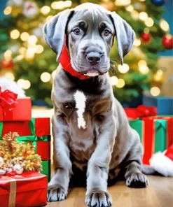 Black Weimaraner And Gifts Paint by Number