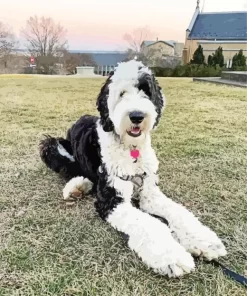 Black And White Sheepadoodle Paint by Number