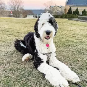 Black And White Sheepadoodle Paint by Number